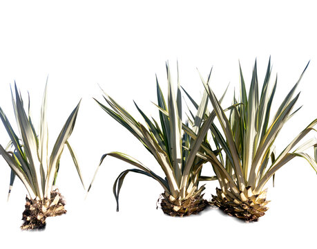 Ornamental agaves with long, pointed leaves in shades of green and cream; transparent background for tropical and contemporary landscaping and architectural composition.