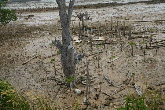 Muddy Mangrove Forest with Young Rhizophora saplings