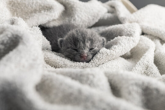 Cute newborn grey kitten sleeping sweet wrapped in a soft towel