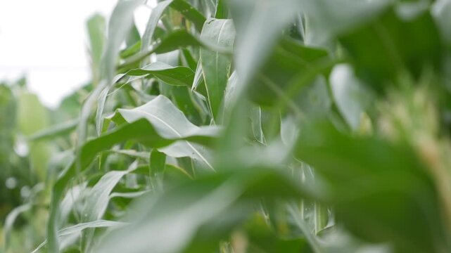Young corn ears growing on green plants in a sunlit corn field. Seasonal growth.