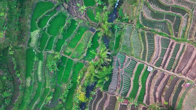 Aerial view of lush green rice terraces. Terraced fields cascade down steep hillsides. Water channels flow between cultivated rows. Palm trees dot the landscape among terraces
