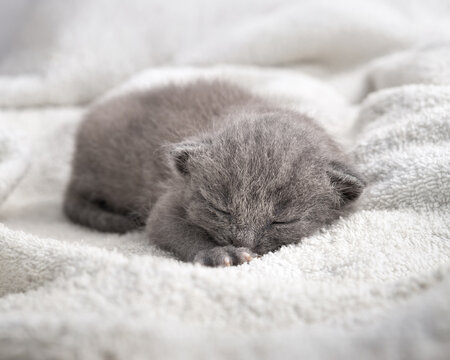 Cute newborn British Shorthair grey kitten sleeping sweet on soft towel