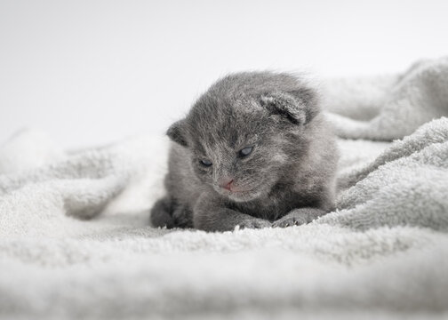 Cute newborn British Shorthair grey kitten waking up on soft towel