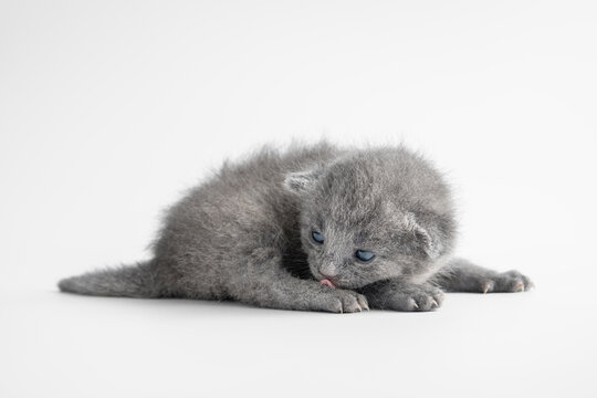 Cute newborn British Shorthair grey kitten licking its paw on white background