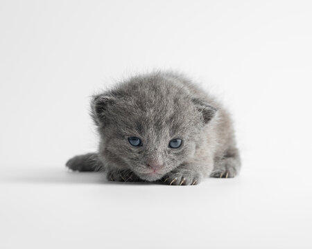 Cute tiny newborn British Shorthair grey kitten with blue eyes on white background