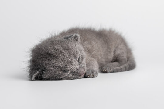 Cute newborn grey Scottish Fold kitten sleeping on white studio background