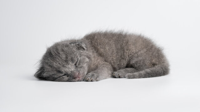 Cute newborn grey Scottish Fold kitten sleeping on white studio background