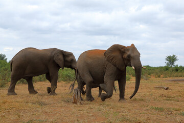 Fototapeta premium Afrikanischer Elefant / African elephant / Loxodonta africana