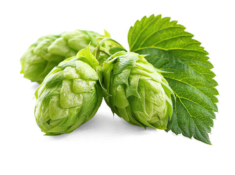 Fresh Green Hop Cones With Leaf