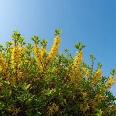 Fototapeta premium Vibrant Yellow Flowers Blooming Against a Clear Blue Sky.
