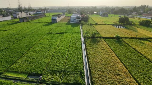 Aerial drone video moving left over lush green and golden rice fields separated by a canal. The rural landscape features a village, agricultural farms, and a hazy sky under soft sunlight.