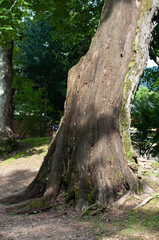 Obraz premium tree in the forest