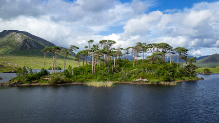 Fototapeta premium Pine Island, Connemara National Park, Ireland