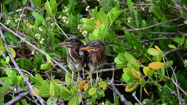  Two Young Green Herons perched on a mangrove tree watching the world