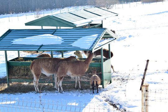 deer in the snow