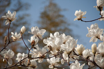 Magnolia tree blossom © AnotherVijion