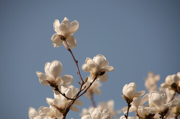 Magnolia tree blossom © AnotherVijion