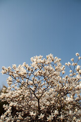 Magnolia tree blossom © AnotherVijion