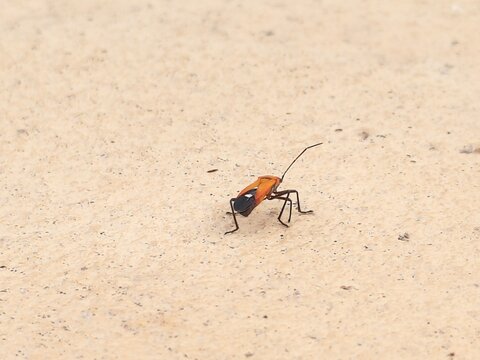 Small red cotton stainer bug Dysdercus cingulatus walking on a light beige textured concrete surface.