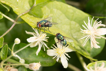 Naklejka premium Bio Diversity - Lucilia sericata - Green Bottle Flies on Clematis Flowers