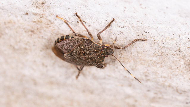 Bio Diversity - Halyomorpha halys - Brown marmored Stinkbug Marmorierte Baumwanze Germany
