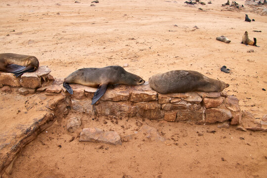 Mehrere Pelzrobben liegen auf einer niedrigen Steinmauer in der Pelzrobbenkolonie von Cape Cross in Namibia.