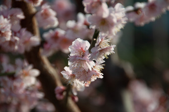 cherry tree blossom
