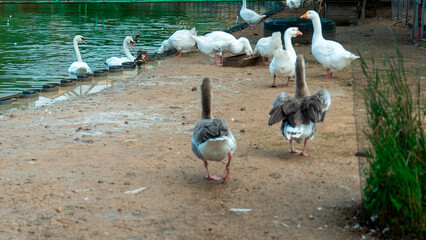 Geese and swans near the water at a park in late afternoon light © Сергей Семенов