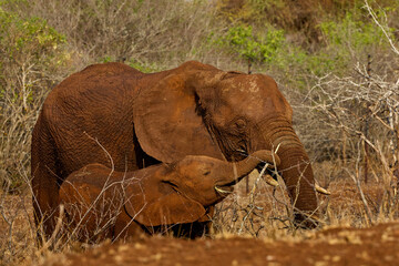 Portrait of an African elephant mother and calf covered in dry mud in Kruger National Park, South Africa. The elephants are standing together after a mud bath in the African savanna. © Savory