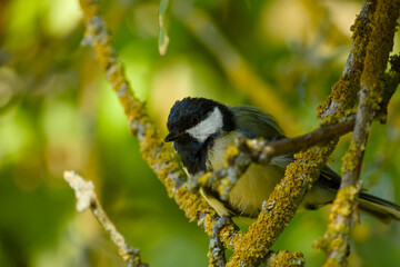 Great tit perched among lichen-covered branches, looking directly at the camera, surrounded by lush green foliage © in_colors
