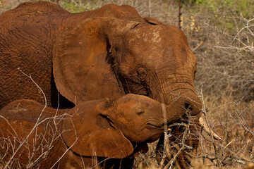 Portrait of an African elephant mother and calf covered in dry mud in Kruger National Park, South Africa. The elephants are standing together after a mud bath in the African savanna. © Savory