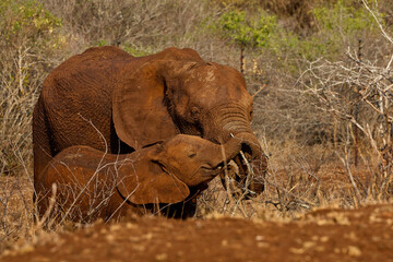 Portrait of an African elephant mother and calf covered in dry mud in Kruger National Park, South Africa. The elephants are standing together after a mud bath in the African savanna. © Savory