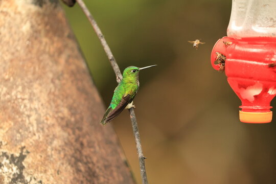 The emerald-bellied puffleg (Eriocnemis aline) is a species of hummingbird in the "brilliants", tribe Heliantheini in the subfamily Lesbiinae. It is found in Colombia, Ecuador, and Peru.