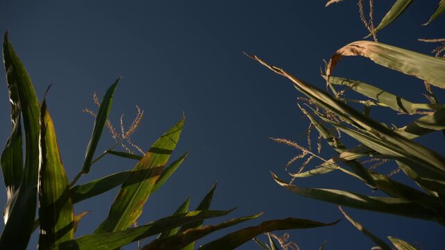 Low-angle view of tall green corn plants and golden tassels illuminated by warm summer sunlight against deep blue sky. Agricultural field, maize cultivation and farming concept. 4K.