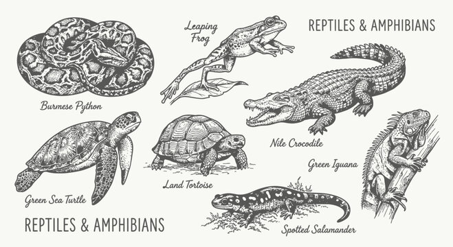 Black and white hand-drawn reptile and amphibian collection featuring python, leaping frog, Nile crocodile, sea turtle, land tortoise, green iguana, and spotted salamander on white.