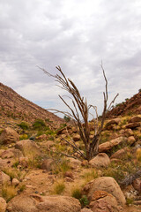 Eine trockene Gebirgslandschaft mit Felsen, Gras und einem abgestorbenen Baum ist im Brandberg in Namibia zu sehen. © Jane Be. The Picture