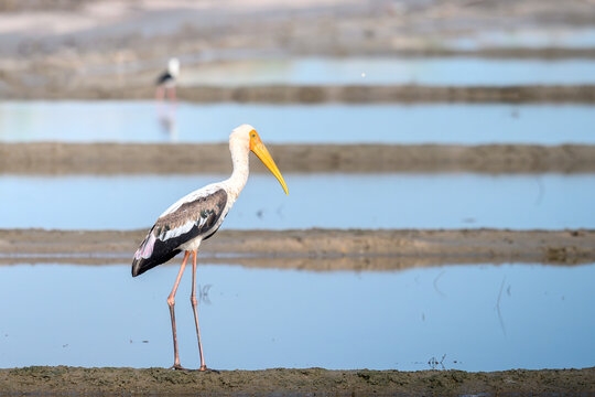 Paited strok, standing on the salt pan. 