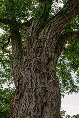 Obraz premium Vertical view of a large robinia tree trunk with rough bark and green foliage in Germany 