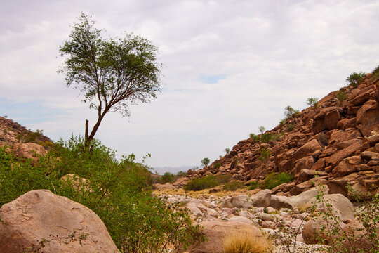 Ein einzelner Baum steht zwischen gro&szlig;en Felsen und dichter Vegetation im Brandberg in Namibia.