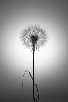 A solitary dandelion seed head stands delicately against a soft monochrome background, capturing a quiet moment of fragility, simplicity, and natural elegance.