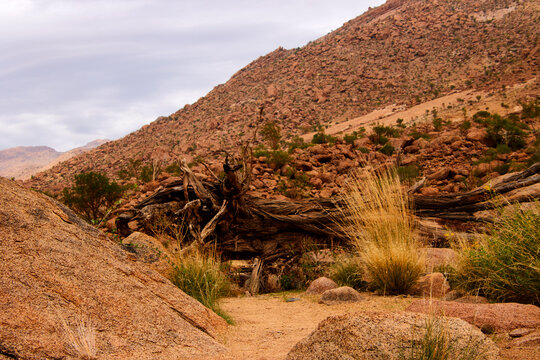Ein toter Baumstamm liegt zwischen Felsen und trockenem Gras im Brandberg in Namibia.