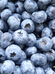 blueberries in a bowl © Alyona