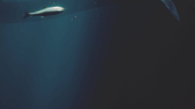 Dolphins swim close to the viewer in an aquarium. Light filters through the water creating patterns on the surface. People watch from the other side of the glass.