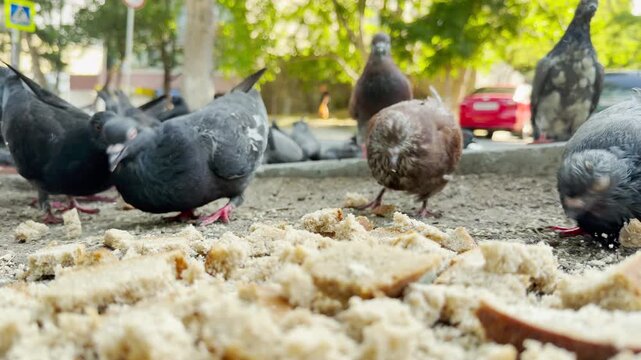 Pigeons eat bread crumbs on a dusty ground outdoors. The hungry birds peck eagerly in this lively park setting. This active scene brings a cheerful feeling of playful joy.