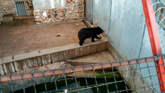 Bear walks along a ledge near water in an enclosure at a zoo during the day