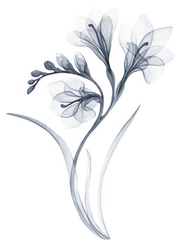 Watercolor X-Ray Style Freesia Flower Illustration Isolated on transparent Background, png
