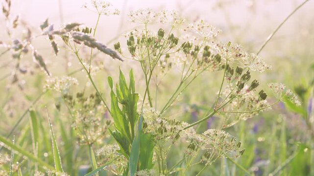 Dewy wildflower umbels and grass seedheads in sunlit meadow from low viewpoint with sparkling rim light and pastel bokeh