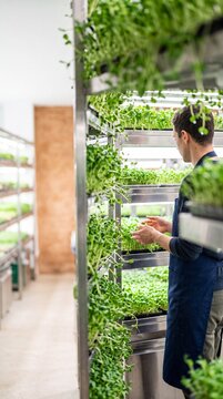 A male worker in an apron inspects fresh microgreens growing on multi-tier stainless steel shelves inside a modern indoor vertical farm