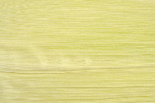 A detailed close up background showing the natural fibrous texture and fine lines of a fresh green corn husk leaves