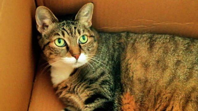 Beautiful European breed cat with tiger grey fur and part of her white muzzle curled up inside a cardboard box